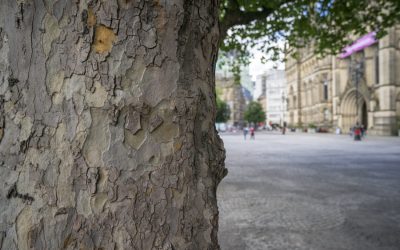 Analisi di stabilità degli alberi